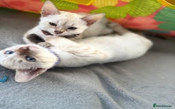Bengal cats for sale: Blue Eyes Snow Lynx Bengal Kittens - Image 8