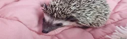Pygmy Hedgehog rodents for sale: Pygmy hedgehog. in Accrington - Advert 2