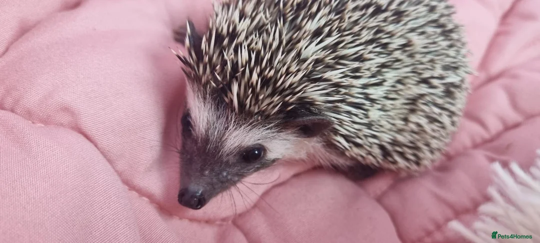 Pygmy Hedgehog rodents for sale: Pygmy hedgehog. in Accrington - Advert 2