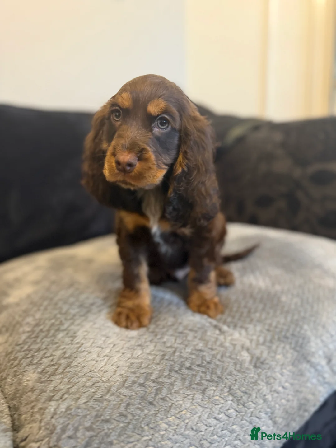 Cocker Spaniel dogs for sale: Chucky KC Cocker Spaniel Pup’s Ready Now - Advert 3