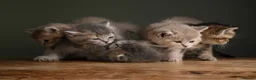 British Shorthair cats for sale: 5 Gorgeous Golden BSH Kittens Blue Fawn Chocolate - Advert 5