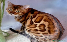 Bengal cats for sale: Top quality bred! Healthy bengal kitten  - Image 7