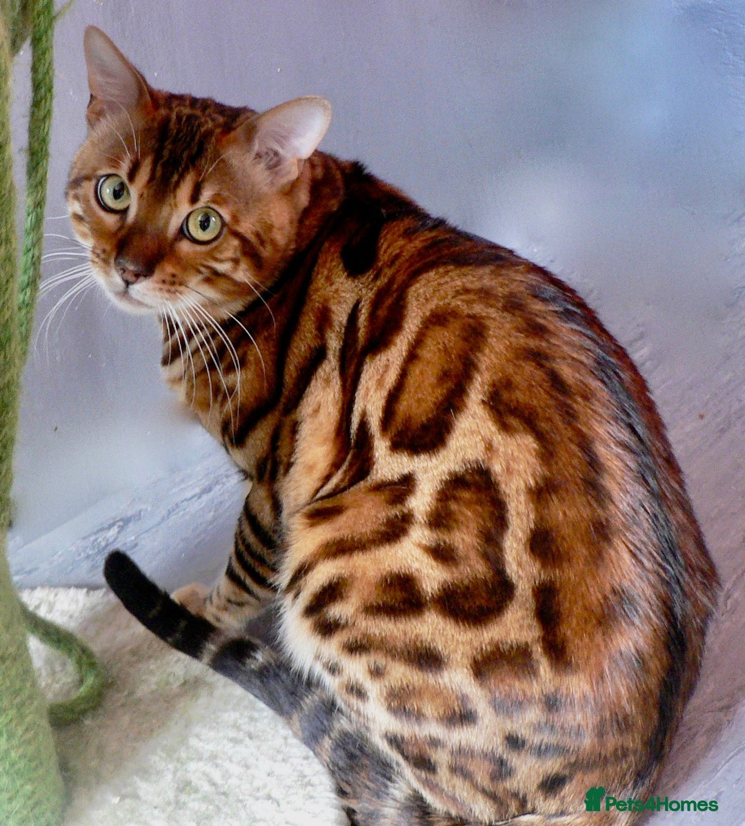 Bengal cats for sale: Top quality bred! Healthy bengal kitten  - Image 7
