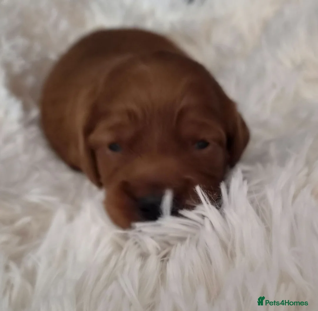 Cockapoo dogs for sale: beautiful cockapoo's in Mountain Ash - Advert 2