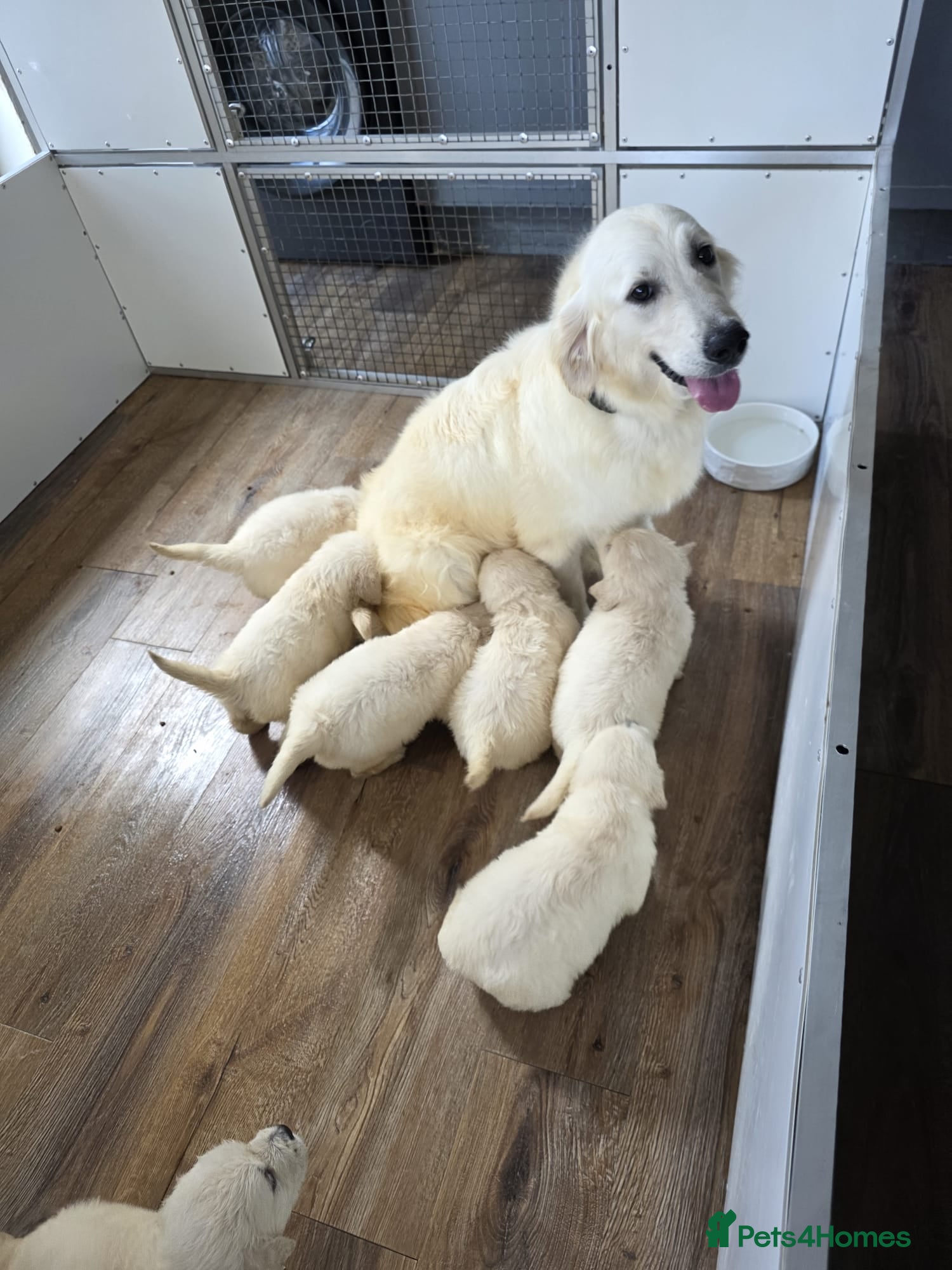 Golden Retriever dogs KC Pedigree DNA Clear Golden Retriever Puppies  - Advert 1