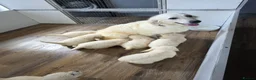 Golden Retriever dogs for sale: KC Pedigree DNA Clear Golden Retriever Puppies  in Doncaster - Advert 1