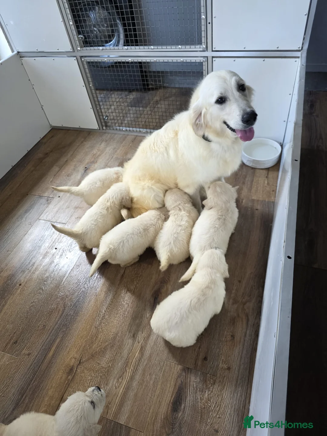 Golden Retriever dogs for sale: KC Pedigree DNA Clear Golden Retriever Puppies  in Doncaster - Advert 1