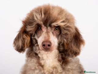 Poodle dogs in Hoddesdon - Advert 6