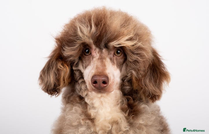 Poodle dogs EXTENSIVELY HEALTH TESTED POODLE STUD in Hoddesdon - Advert 2