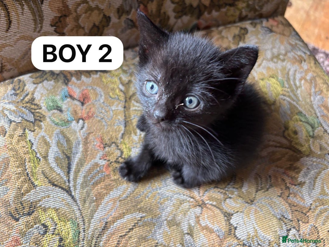 British Shorthair cats for sale: Friendly and beautiful kittens - ready now  - Image 3