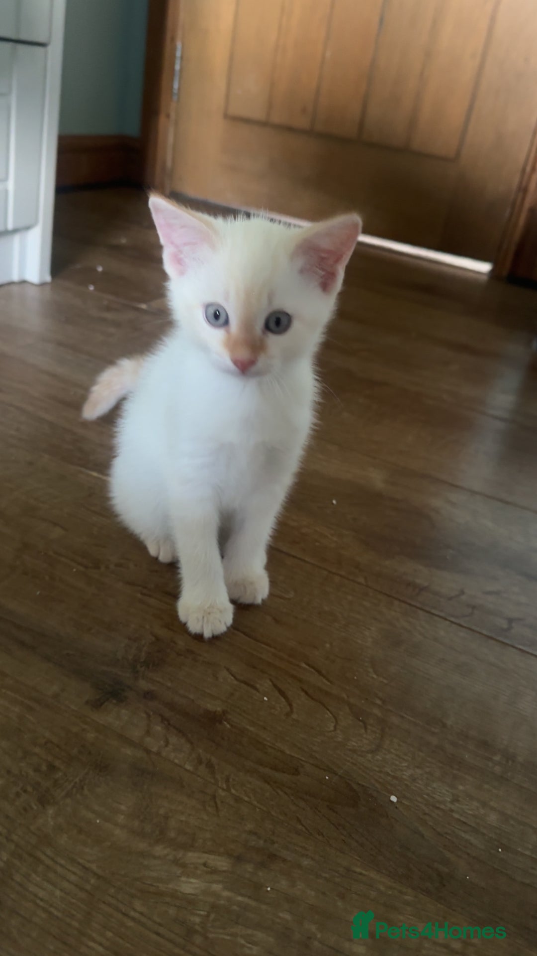 Mixed Breed cats for sale: Male Kitten for sale!  - Image 12