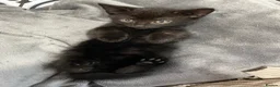 Mixed Breed cats for sale: Kitten for sale - Advert 2