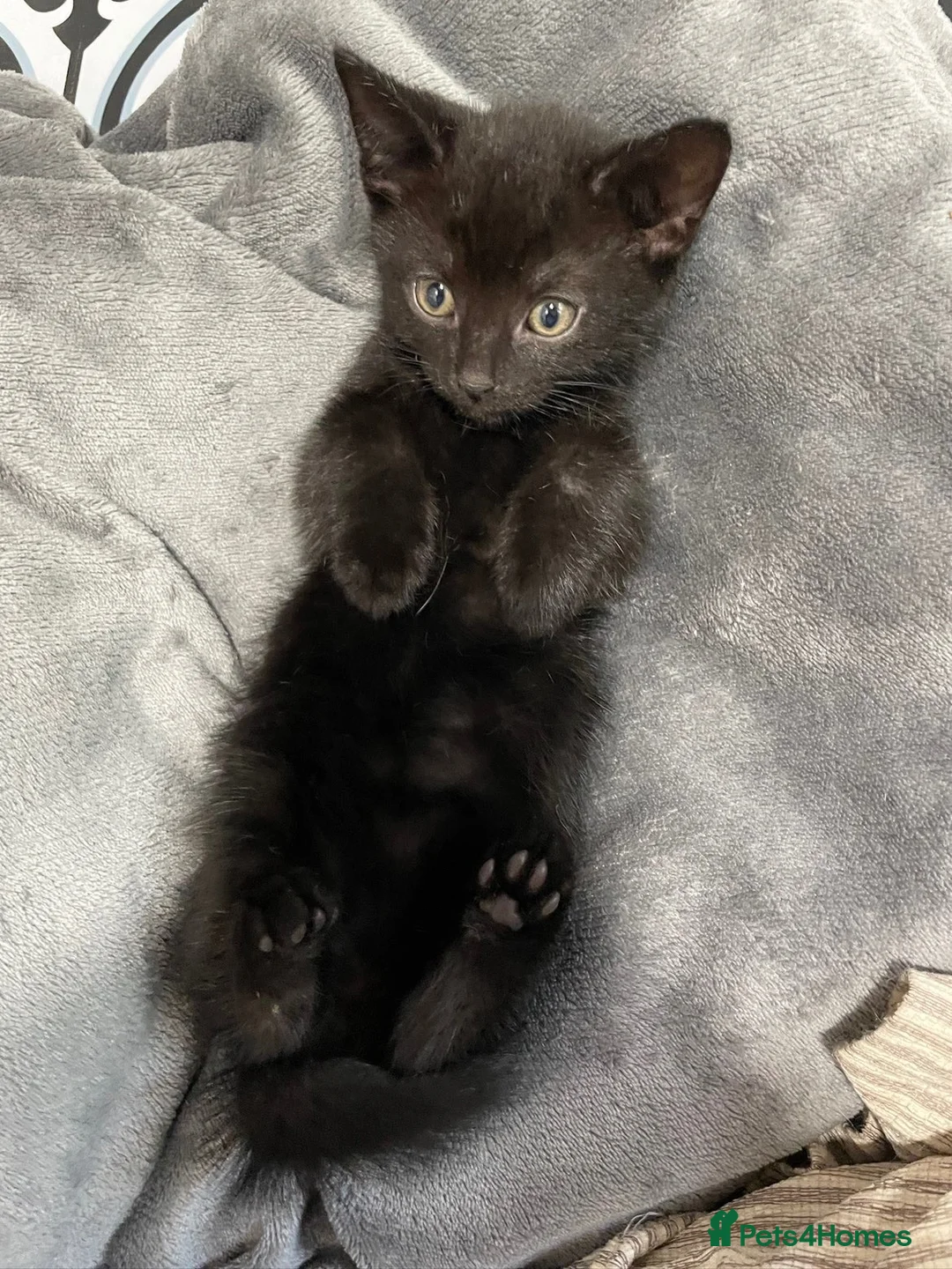 Mixed Breed cats for sale: Kitten for sale - Advert 2