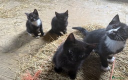 Mixed Breed cats for sale: 7 kittens now ready for their new home  - Image 2