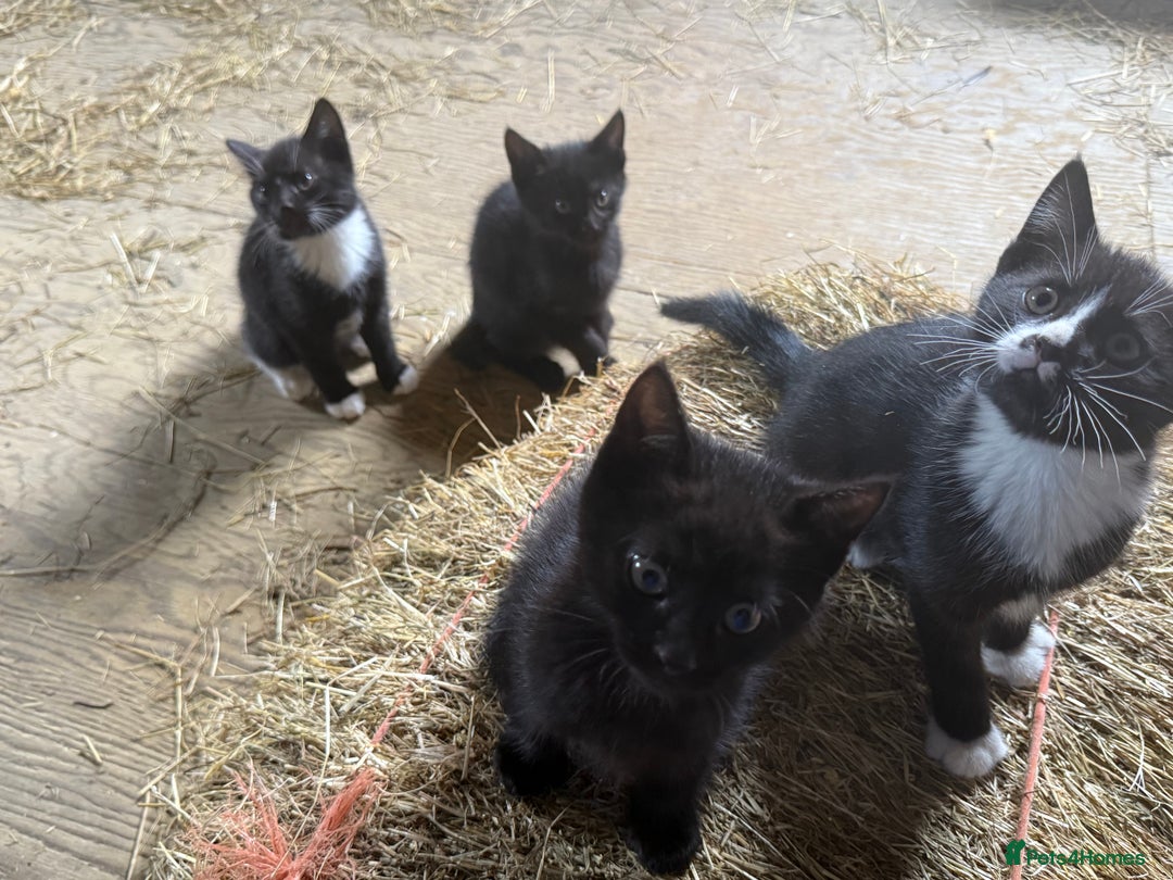 Mixed Breed cats for sale: 7 kittens now ready for their new home  - Image 2