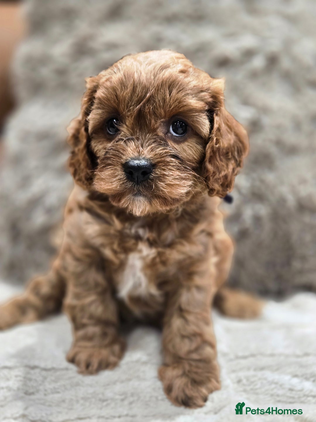 Cavapoo dogs for sale: Gorgeous Red Cavapoo Puppies - Advert 27