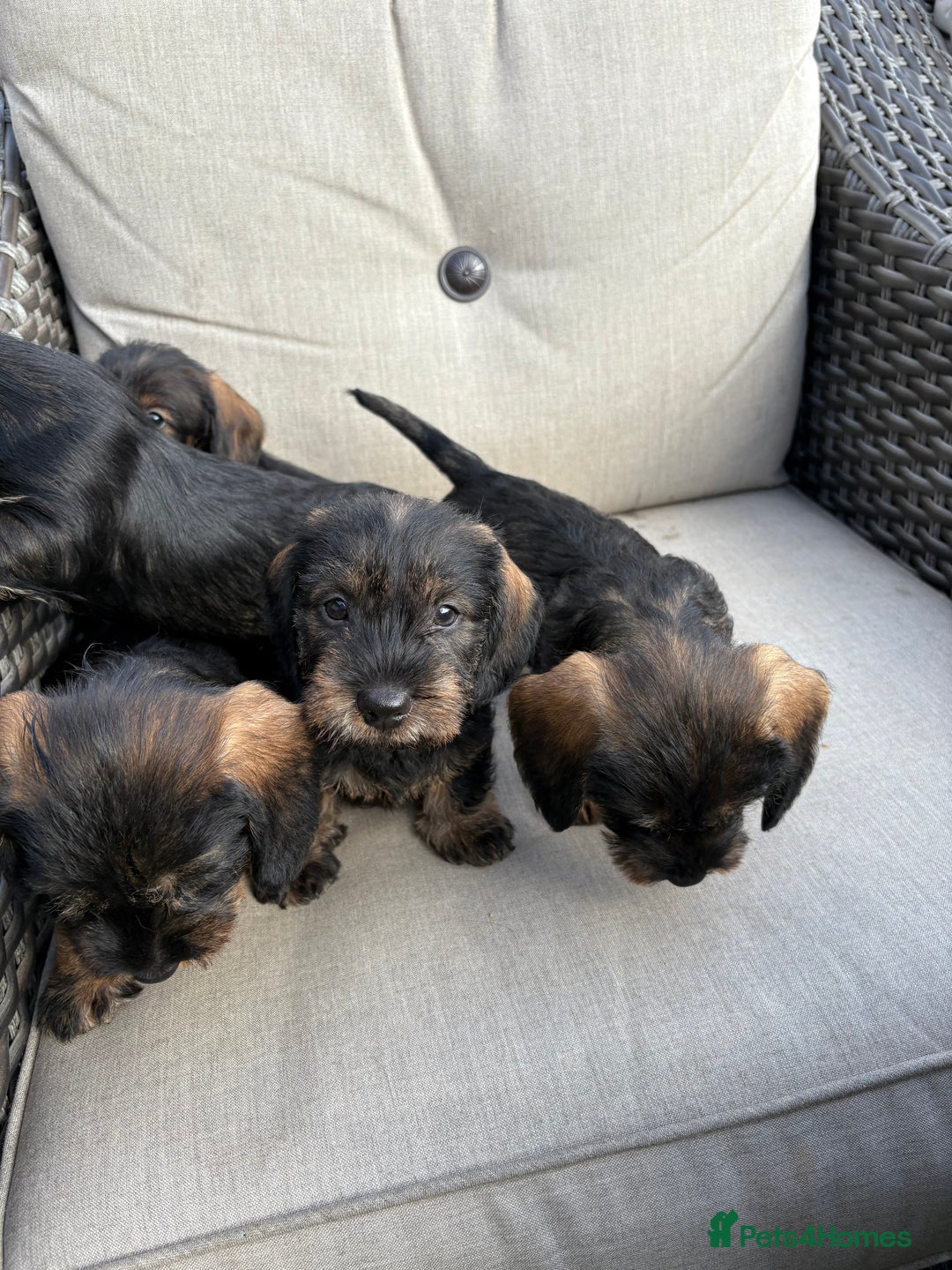 Dachshund dogs for sale: Wirey dachshund/ teckels - Image 6
