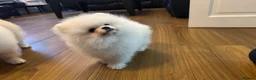 Pomeranian dogs for sale: Tiny white Pomeranian puppy  - Advert 4