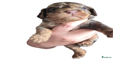 Cockapoo dogs - Advert 7