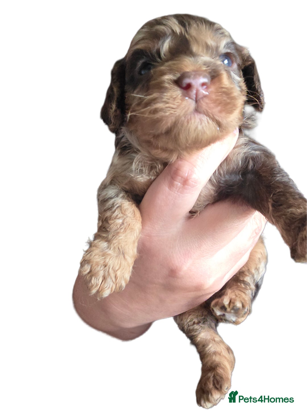 Cockapoo dogs for sale: Cockapoo puppies - Advert 11