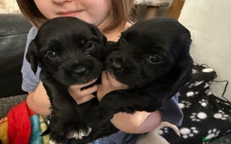 Mixed Breed dogs for sale: Mix breed pups - Image 8