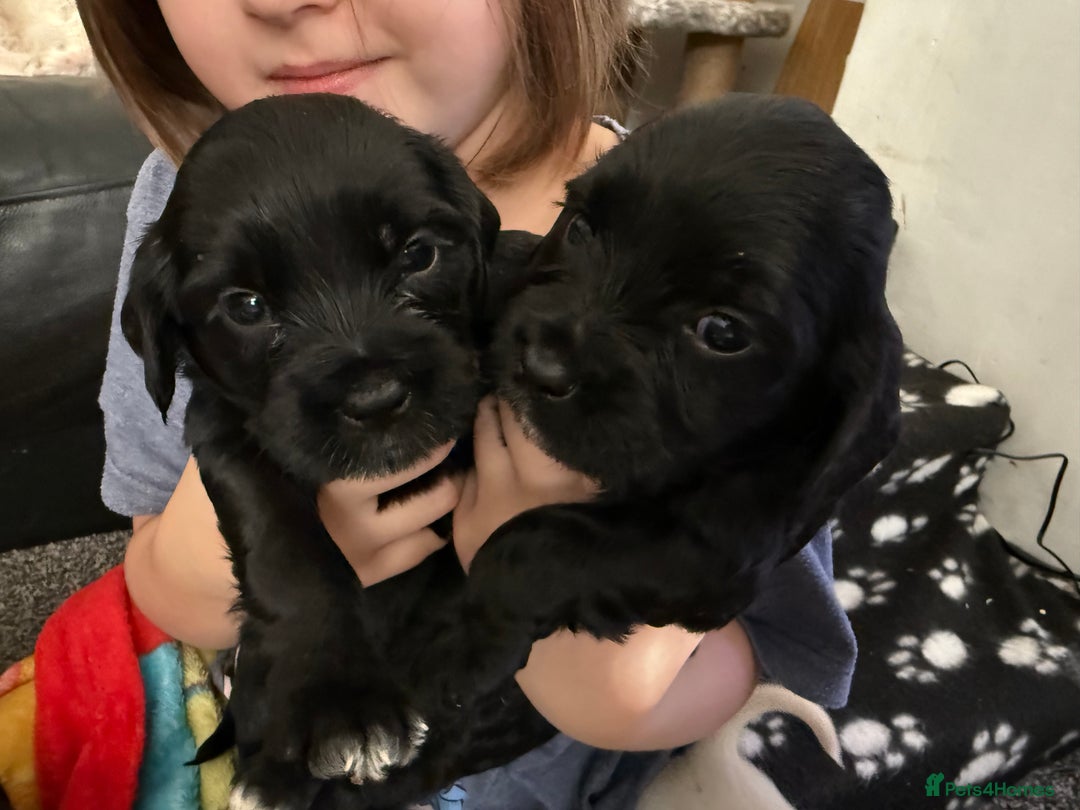 Mixed Breed dogs for sale: Mix breed pups - Image 8