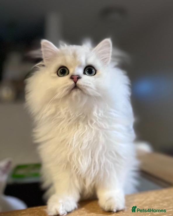 British Longhair cats British Longhair Kittens- Ready Now! - Advert 1