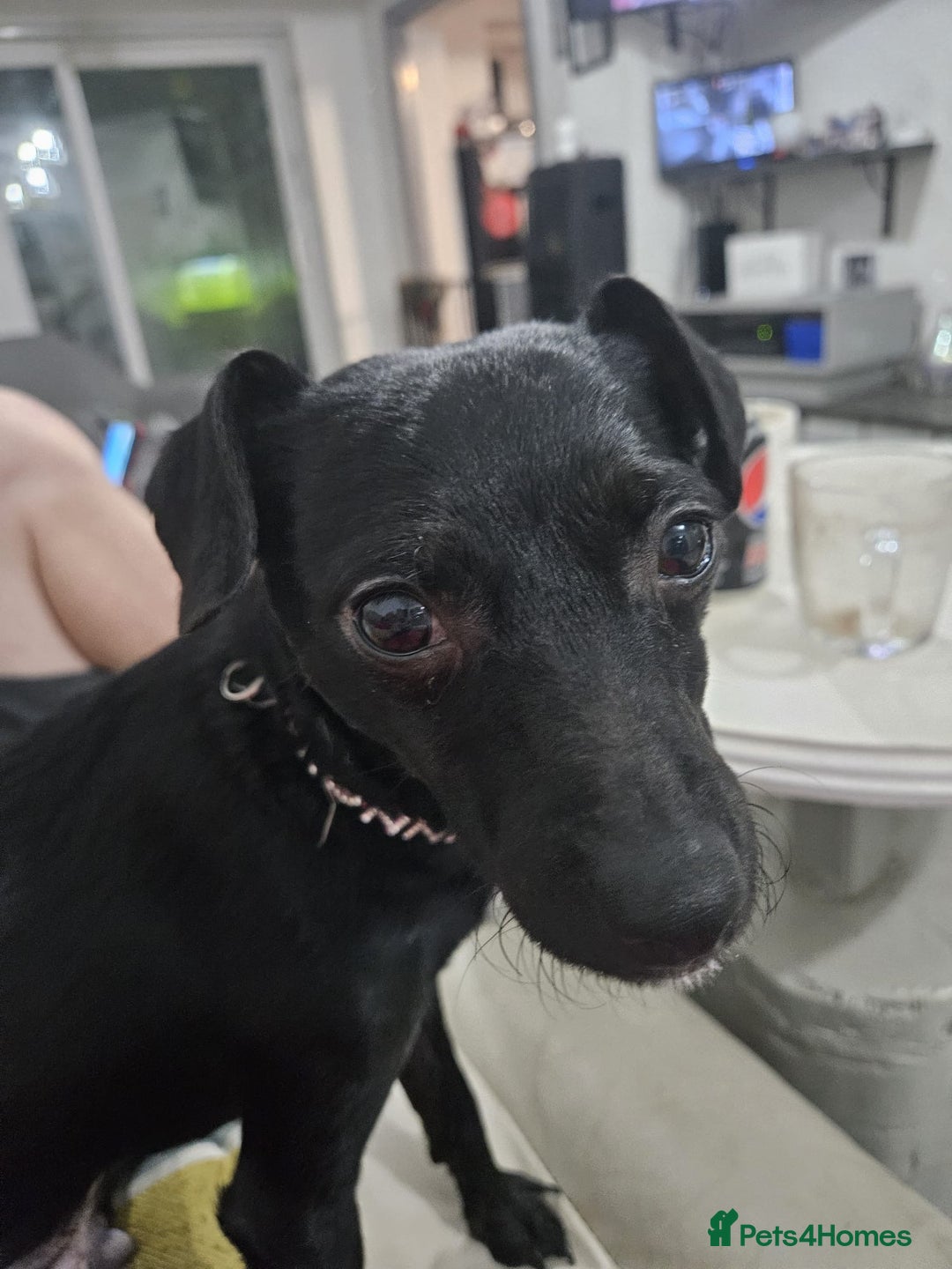 Mixed Breed dogs for sale: Ronnie- 3 years old  - Advert 5