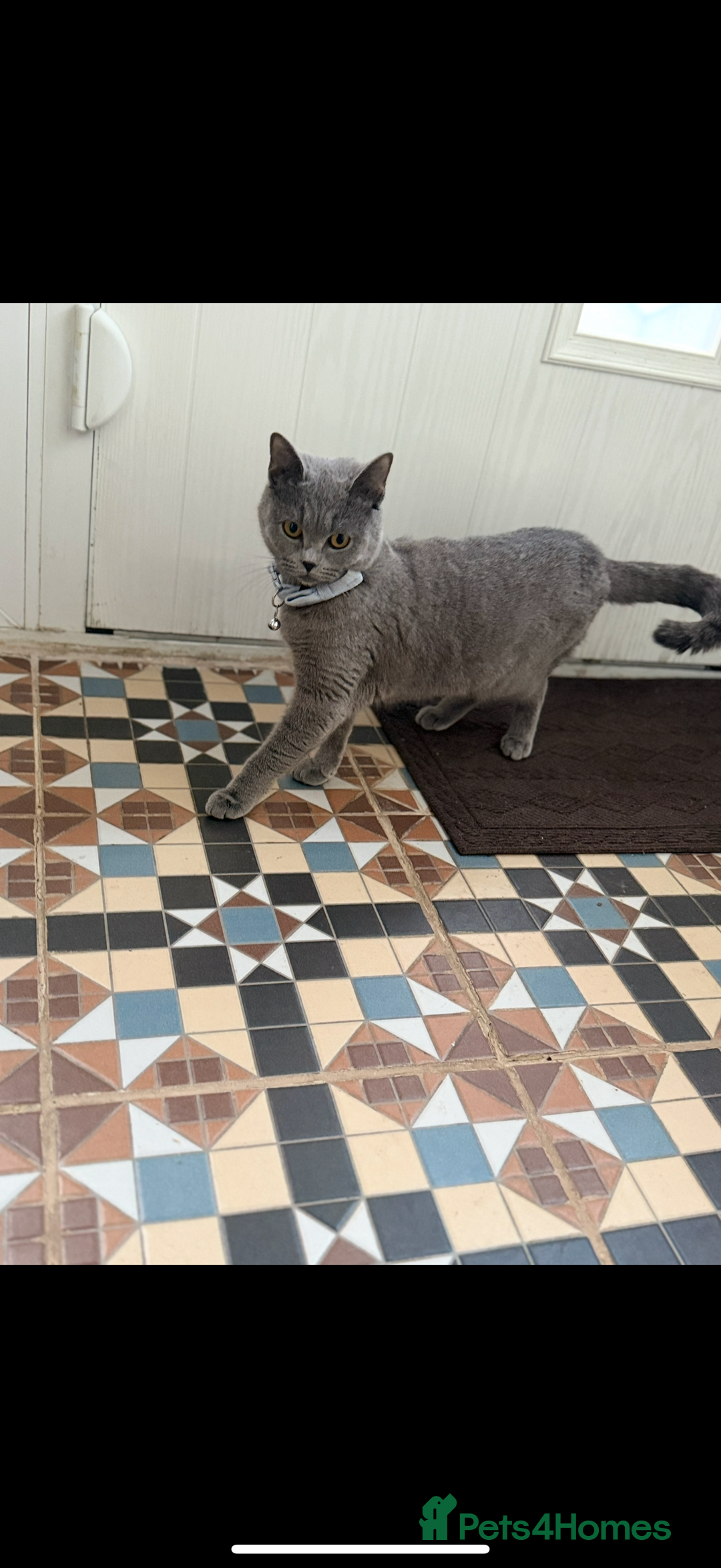 British Shorthair cats for sale: Cute playful fully vaccinated BSH ready to rehome - Advert 9