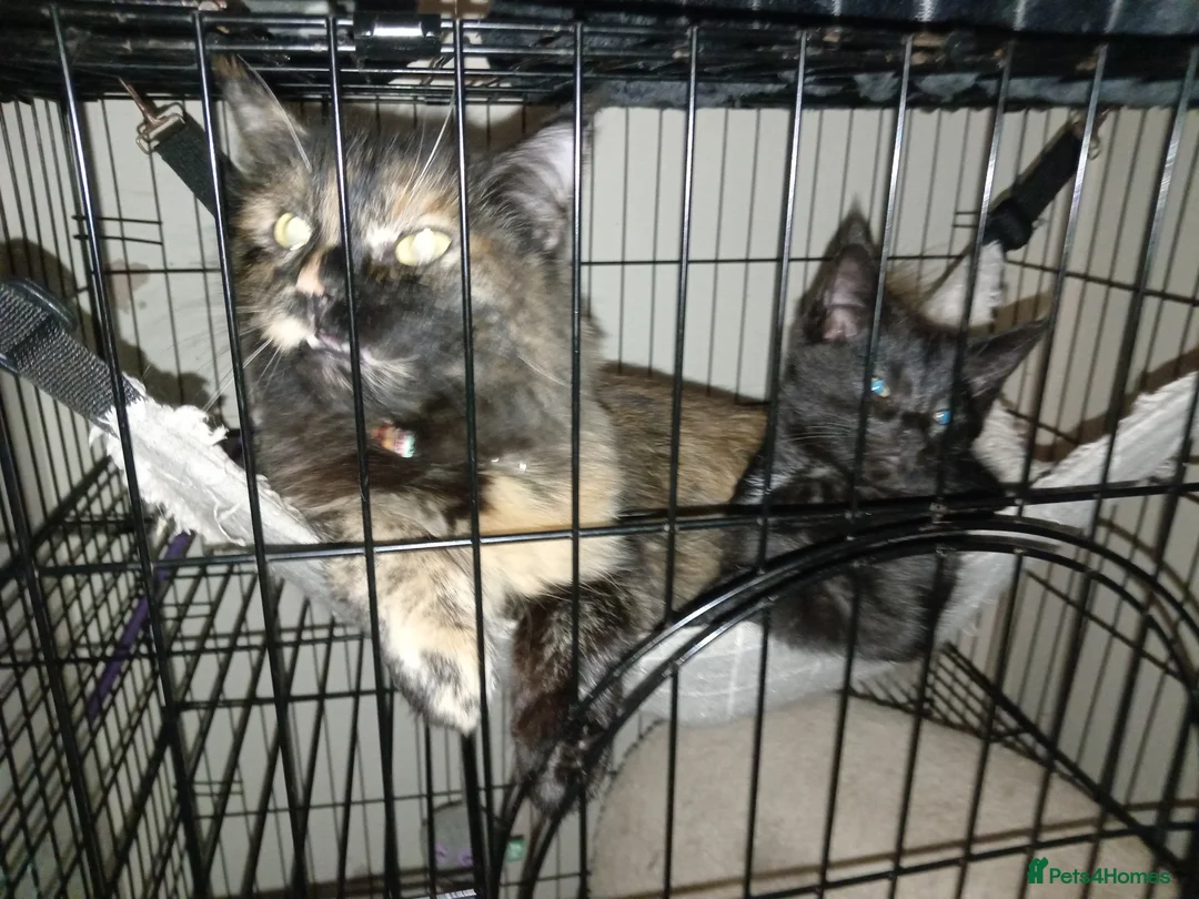 Maine Coon cats for sale: 4 beautiful maine Coon cross kittens  - Advert 2