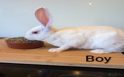 Mixed Breed rabbits for sale: Lots of bunnies for sale  - Image 6