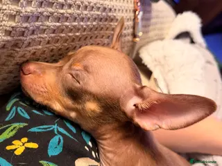 Russian Toy Terrier dogs Do you want a dog who is cheerful puppy forever? - Advert 17