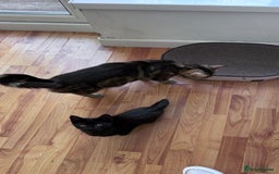 Mixed Breed cats for sale: READY NOW - Black 1/4 Maine Coon Kittens! - Image 5