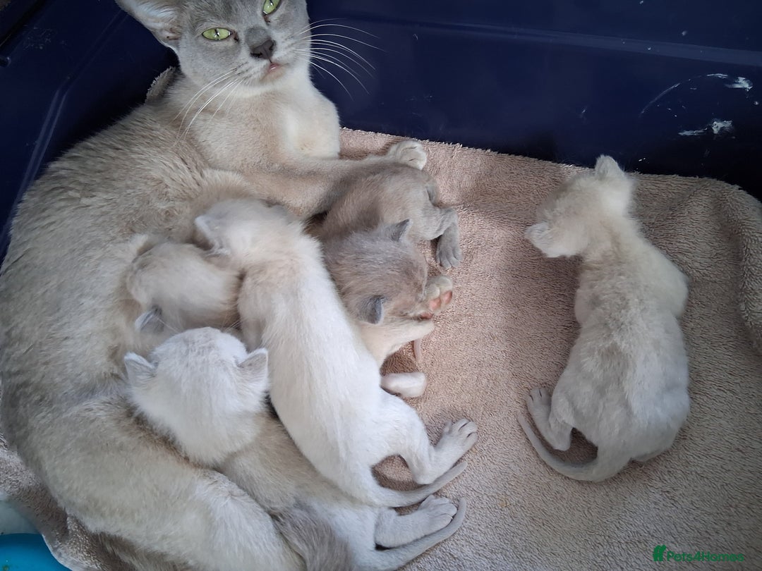 Cat Breed Burmese Kittens Trade Me Shorthair Blue Burmese Cat For