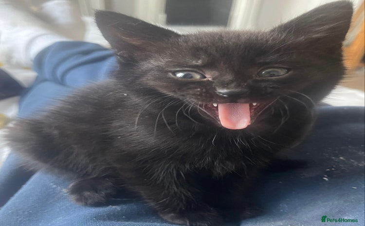 Mixed Breed cats for sale - Advert 2