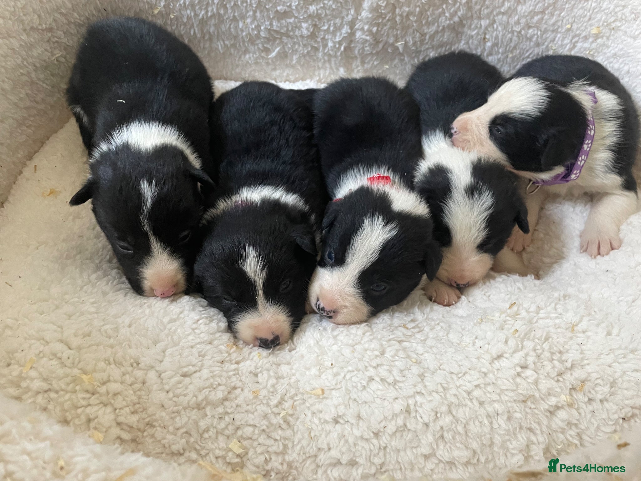 Border Collie dogs ☀️Stunning Border Collie Puppies☀️ - Advert 3