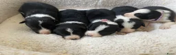 Border Collie dogs for sale: ☀️Stunning Border Collie Puppies☀️ - Advert 1
