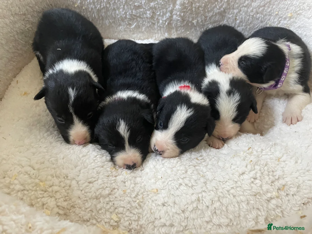 Border Collie dogs for sale: ☀️Stunning Border Collie Puppies☀️ - Advert 1