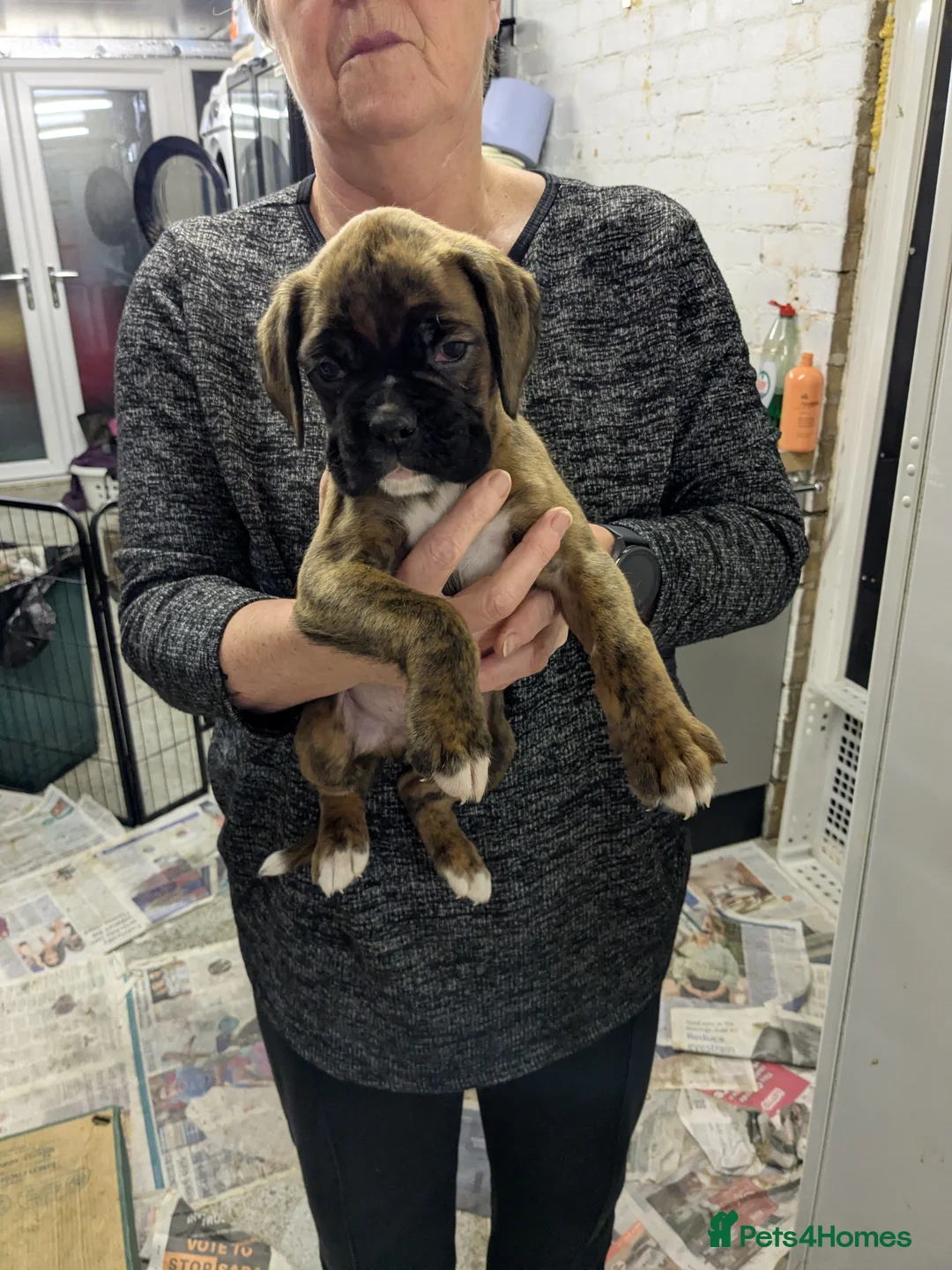 Boxer dogs for sale: Beautiful litter from KC registered mother - Advert 6