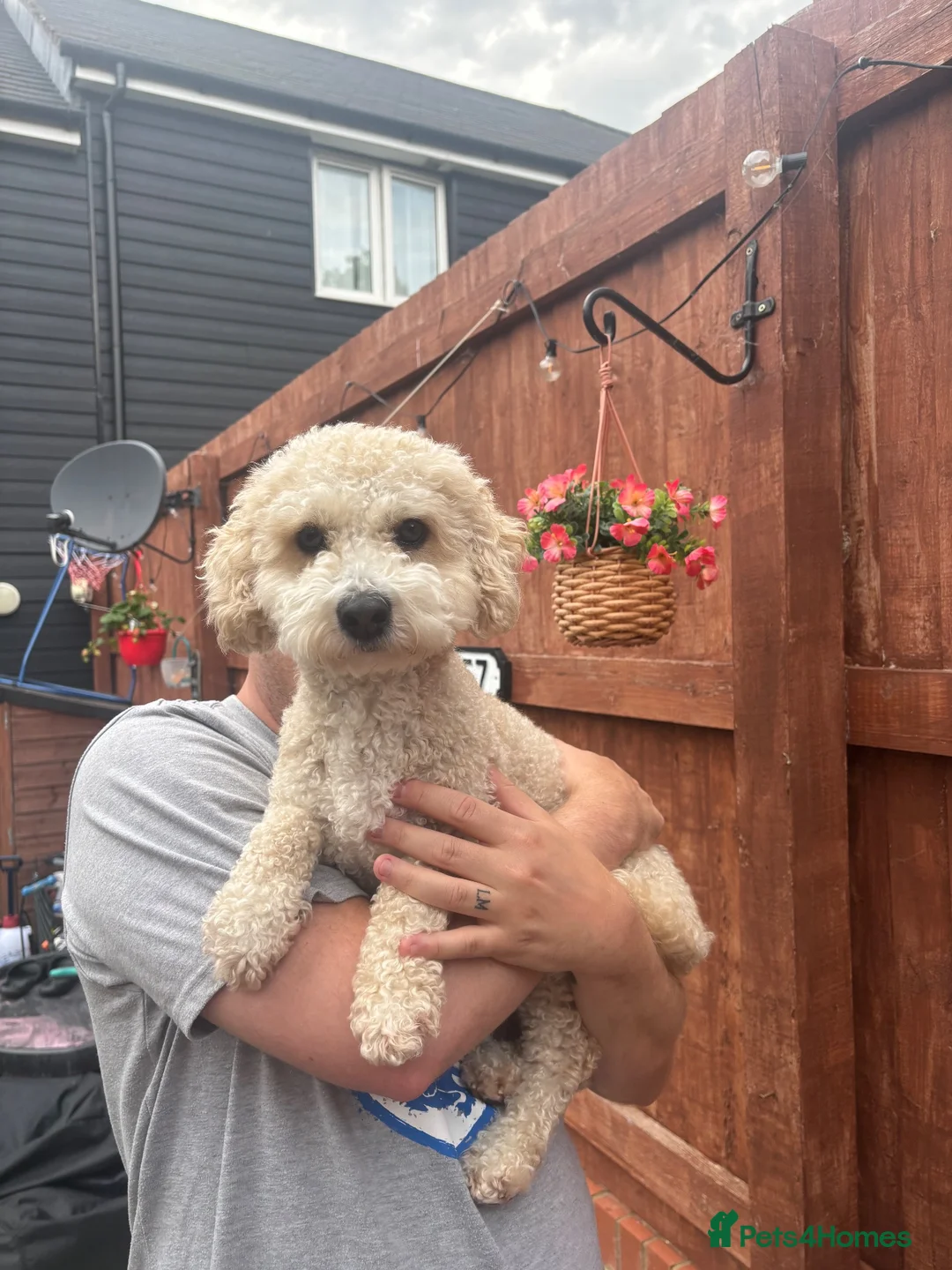 Poochon dogs for stud: Gorgeous, content Poochon stud!!  - Advert 2