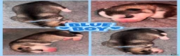 Siberian Husky dogs for sale: Siberian Husky pups - Advert 5