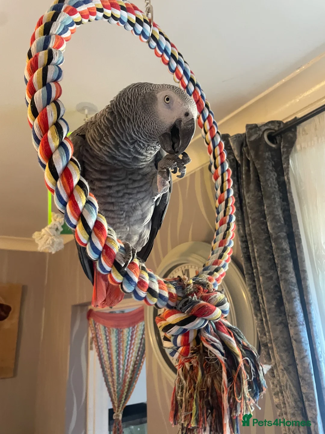 Parrots birds for sale: 🩵Beautiful Jack🩵 - Advert 2