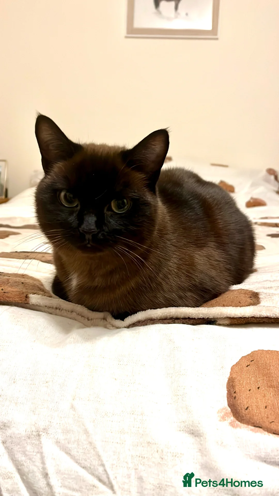 Domestic Shorthair cats for sale: Waffle and Toast - Advert 12