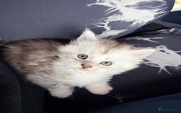 Maine Coon cats for sale: Maine Coons with Tests, Papers & Vet Checks - Advert 6