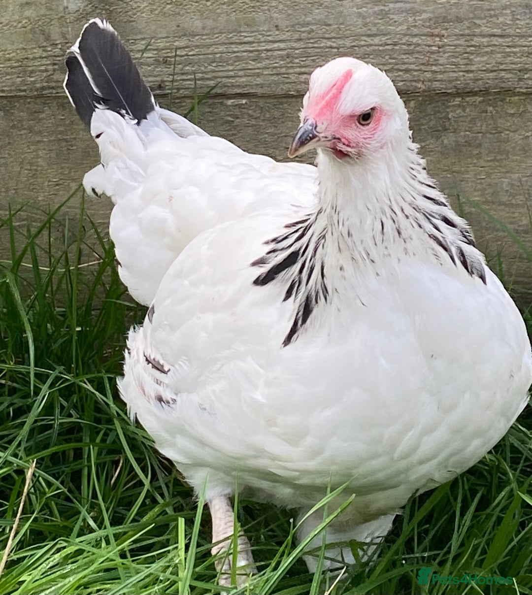 Chickens poultry for sale: Light Sussex  - Advert 3