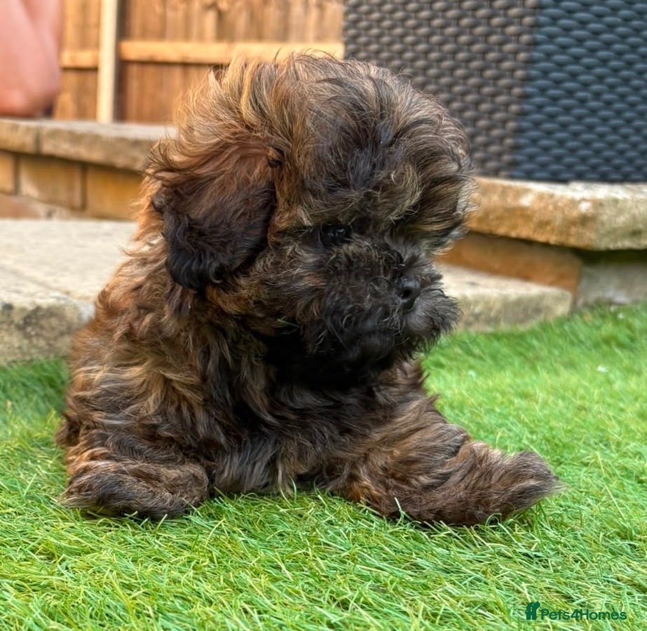 Shih Tzu dogs Shih Tzu boy - Advert 4