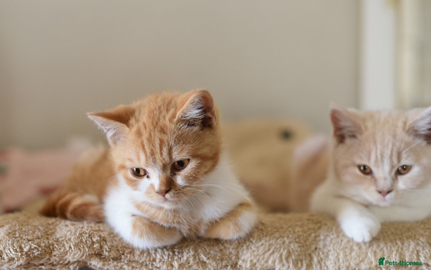 British Shorthair cats Gccf reg British Shorthair - Ready Now - Advert 1