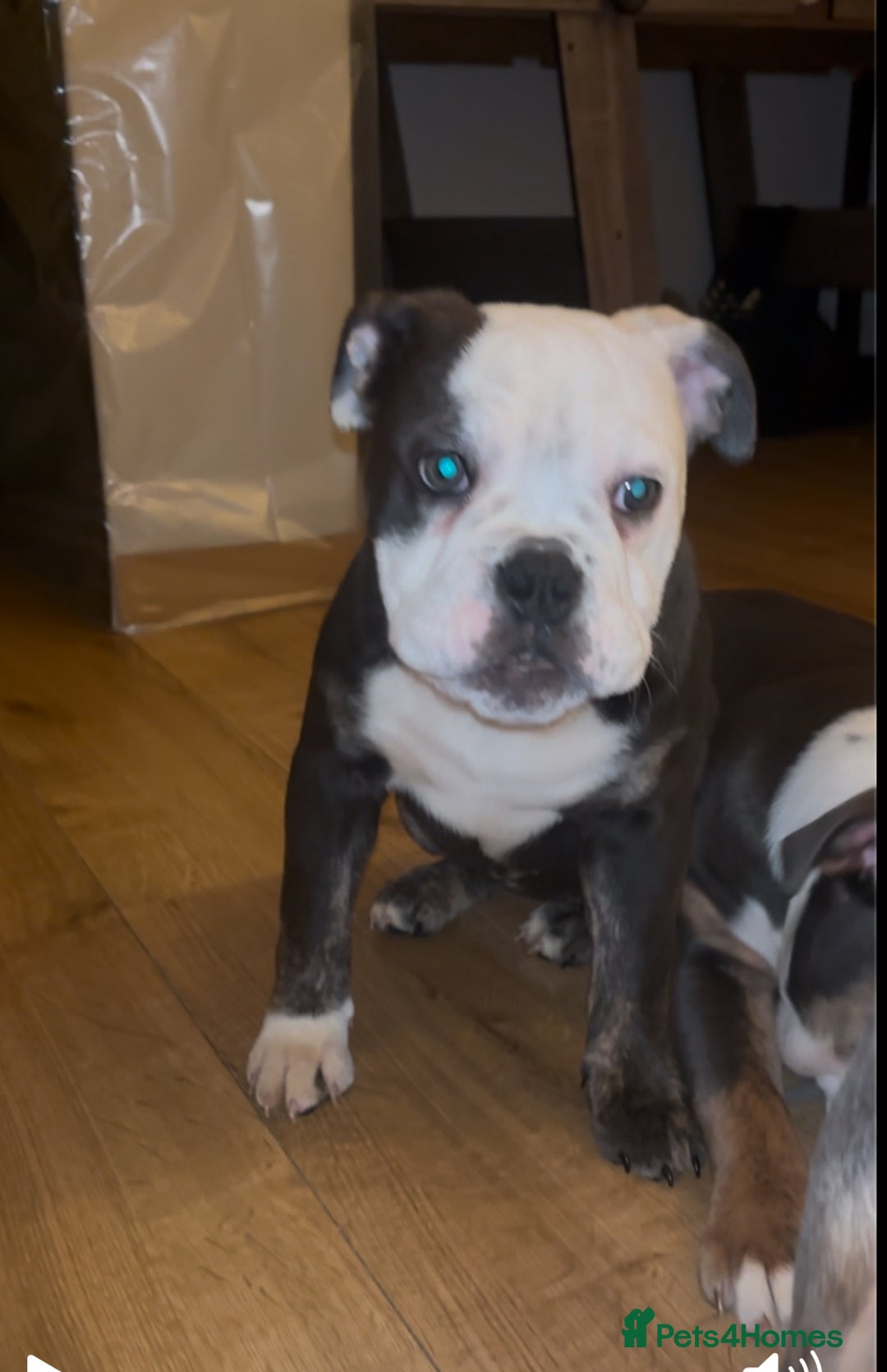 Olde English Bulldogge dogs for sale: Olde English bulldogs - Advert 7