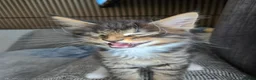 Maine Coon cats for sale: 3 Maine Coon kittens. - Advert 16