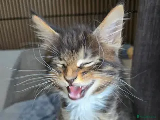 Maine Coon cats 3 Maine Coon kittens. - Advert 14